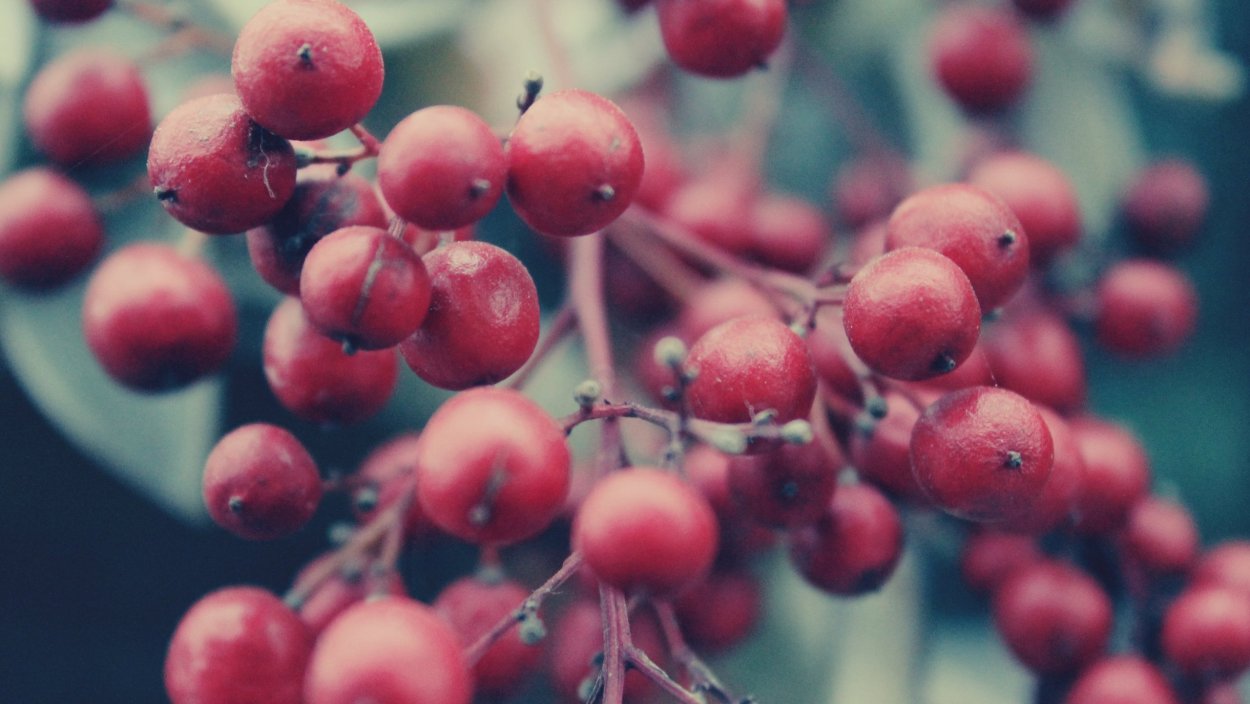 Красные ягоды