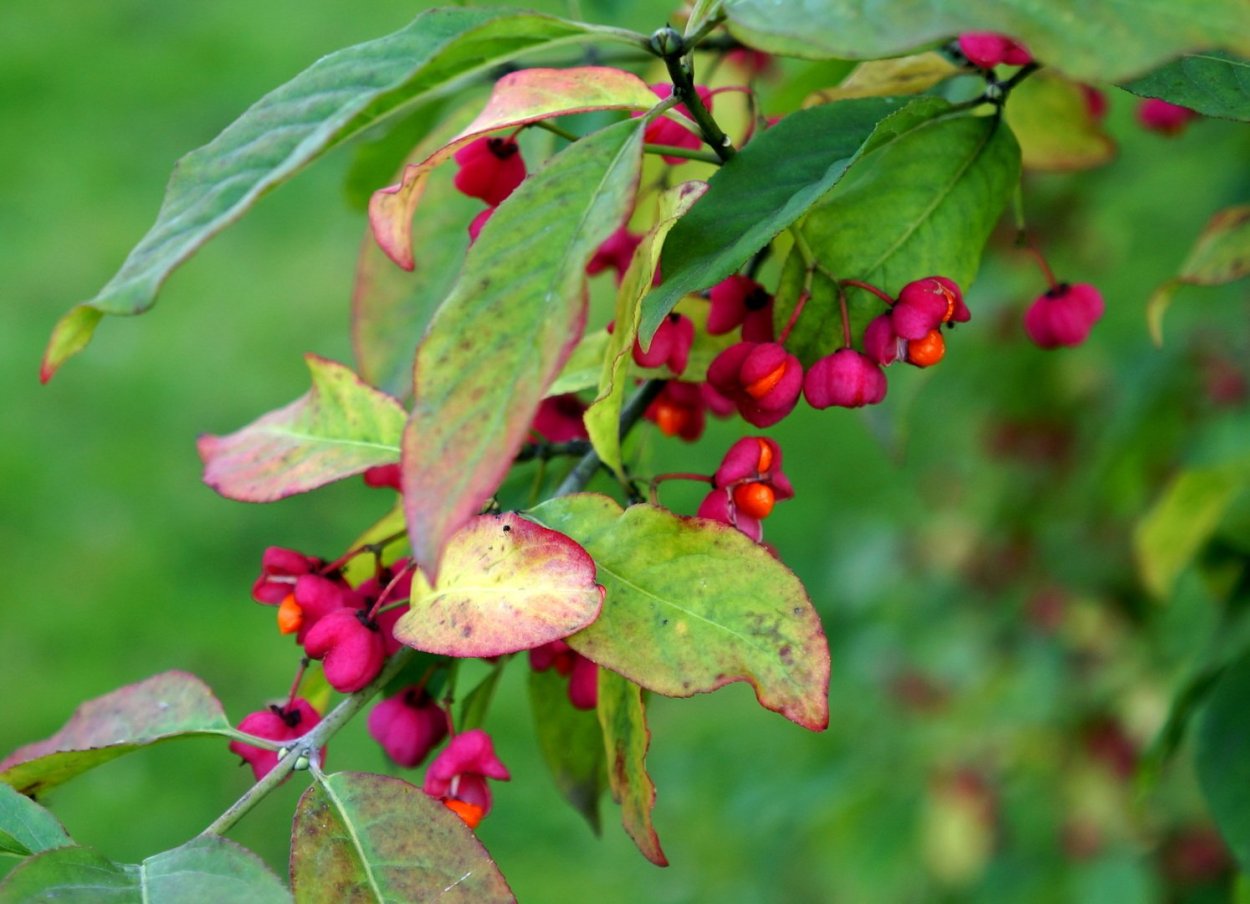Бересклет широколиственный