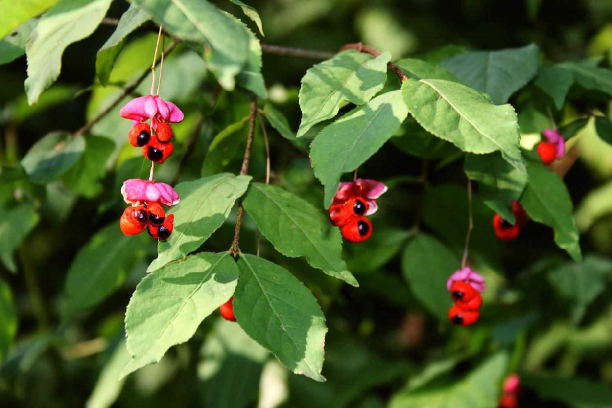Euonymus atropurpureus