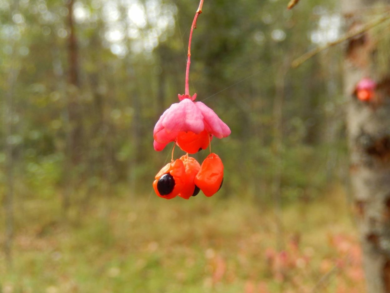 Бересклет Европейский ягоды
