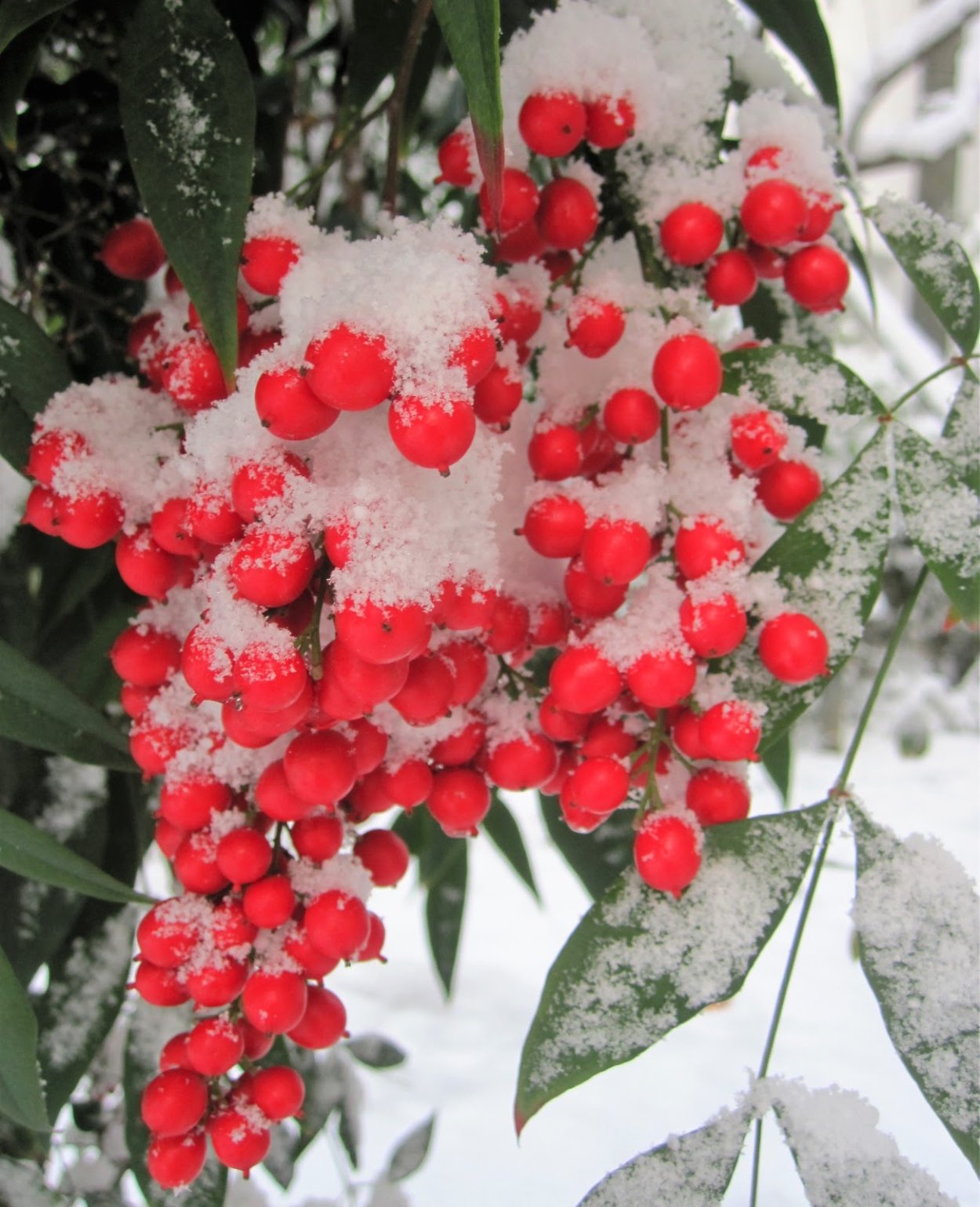 Бересклет Европейский (Euonymus europaeus)