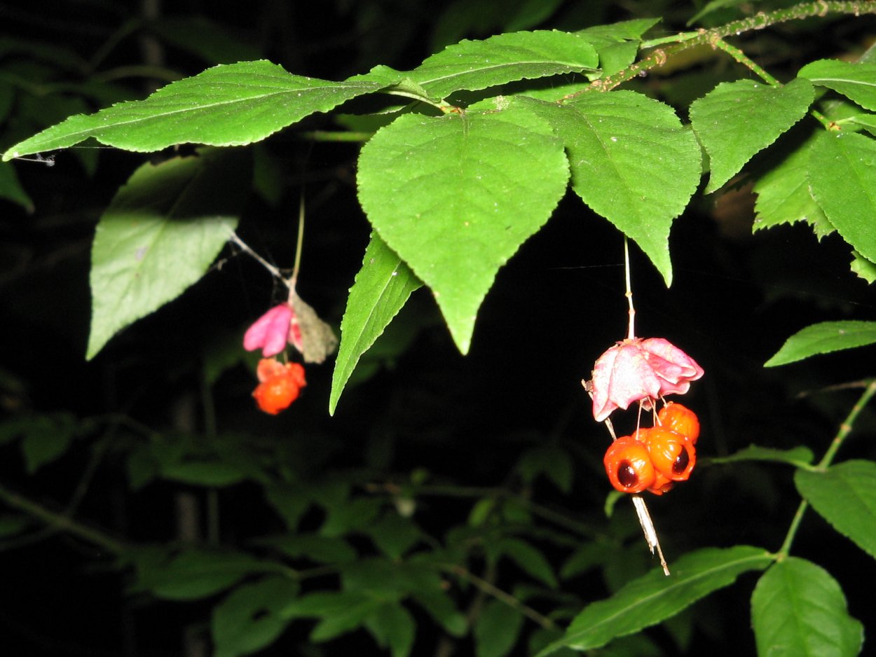 Бересклет бородавчатый