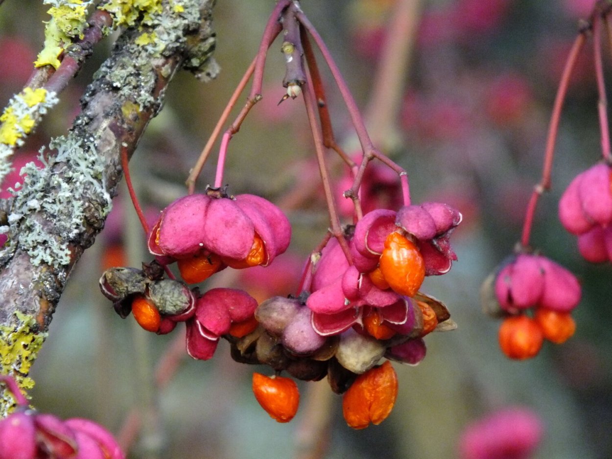 Бересклет Дальневосточный