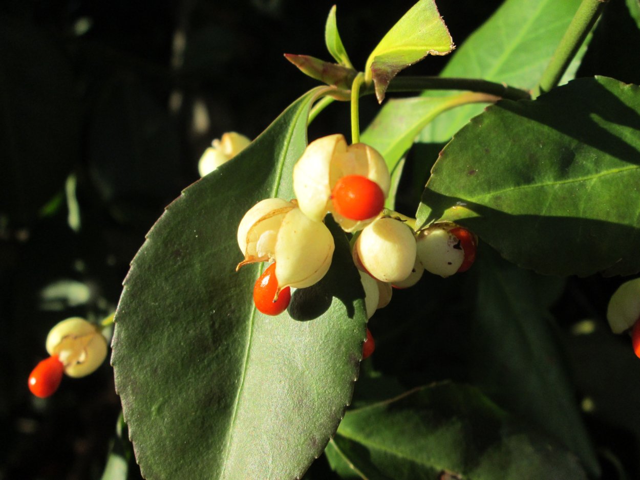 Бересклет красный