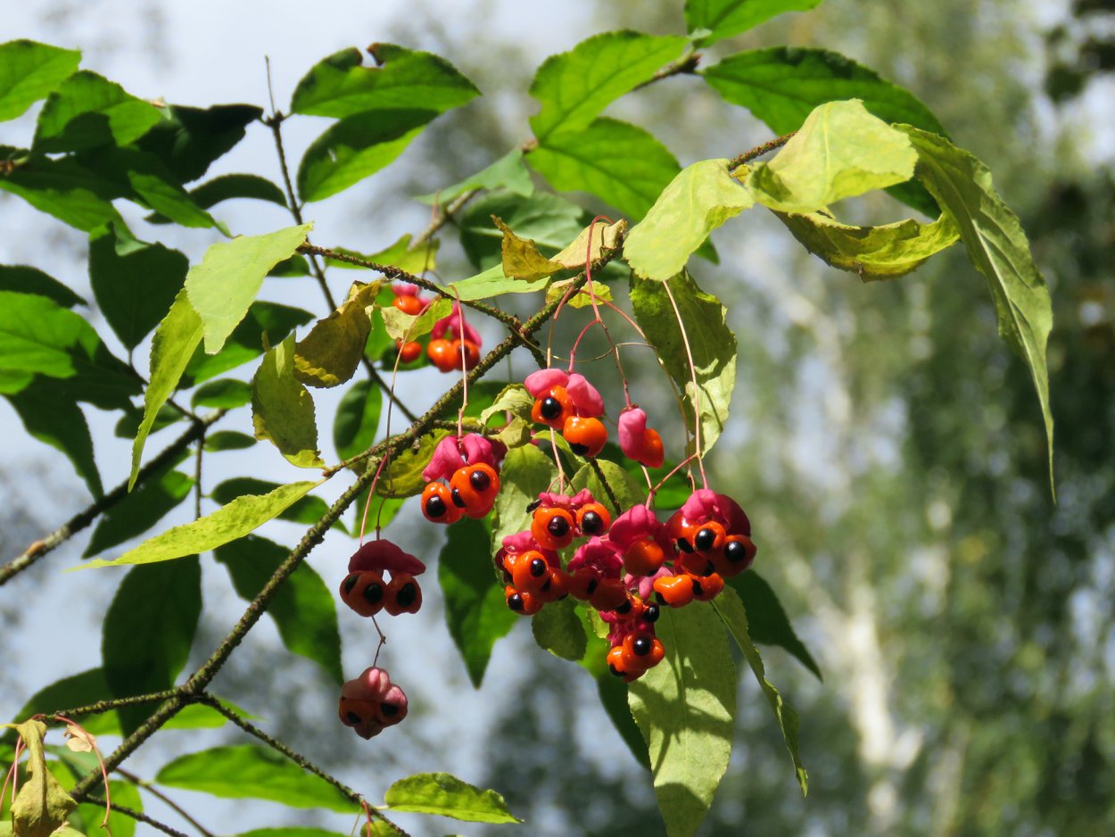 Бересклет бородавчатый ягоды