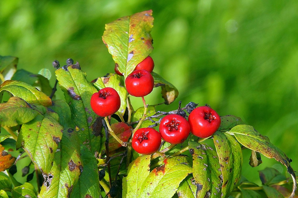 Кто ест ягоды бересклет