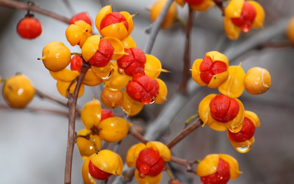 Бересклет Европейский ядовиь