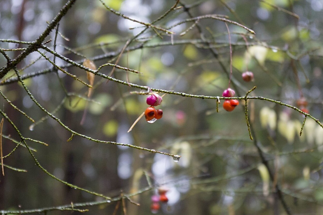 Trzmielina pospolita дерево