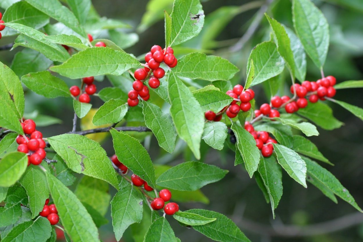 Бересклет Европейский бородавчатый