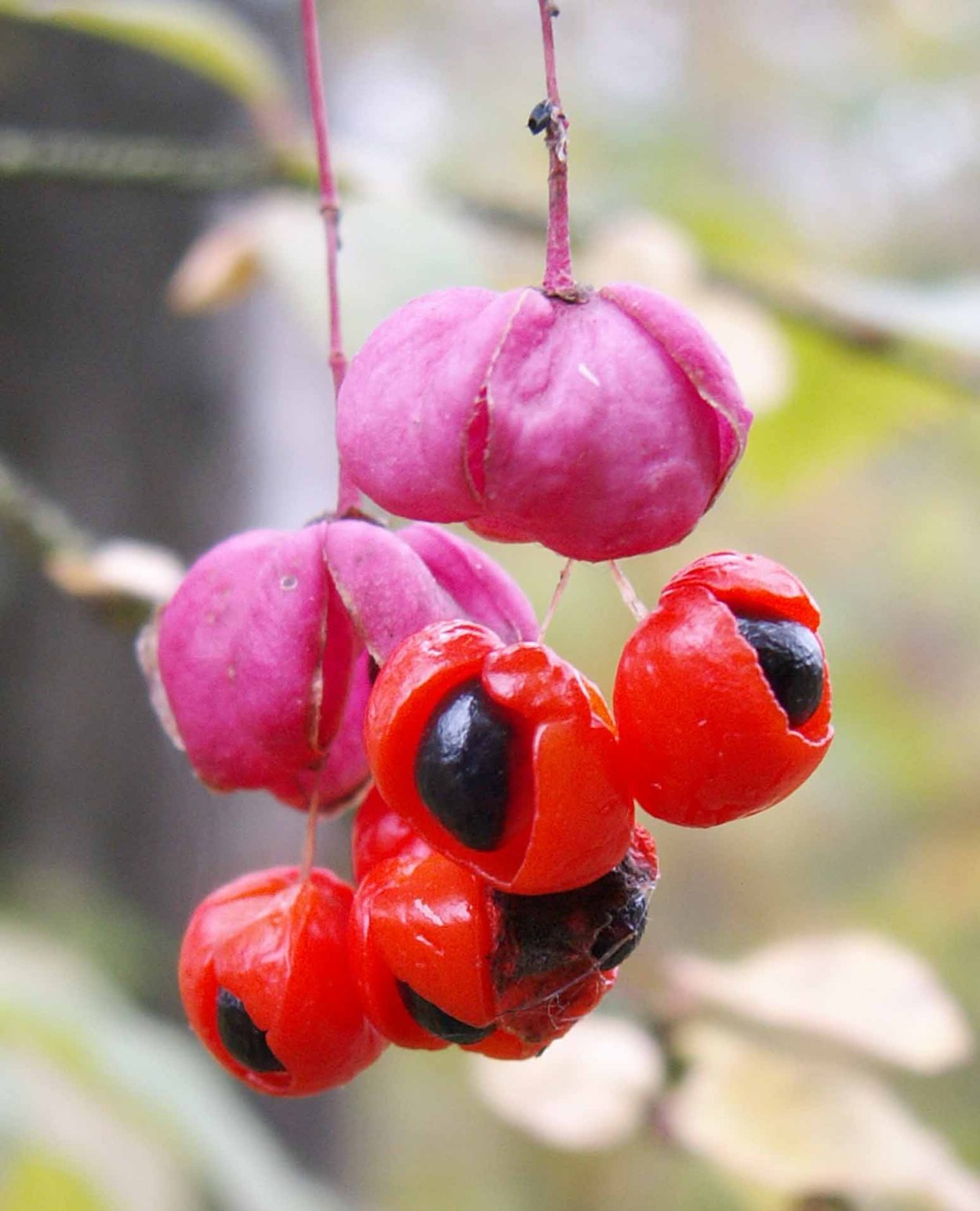 Бересклет бородавчатый Euonymus verrucosus