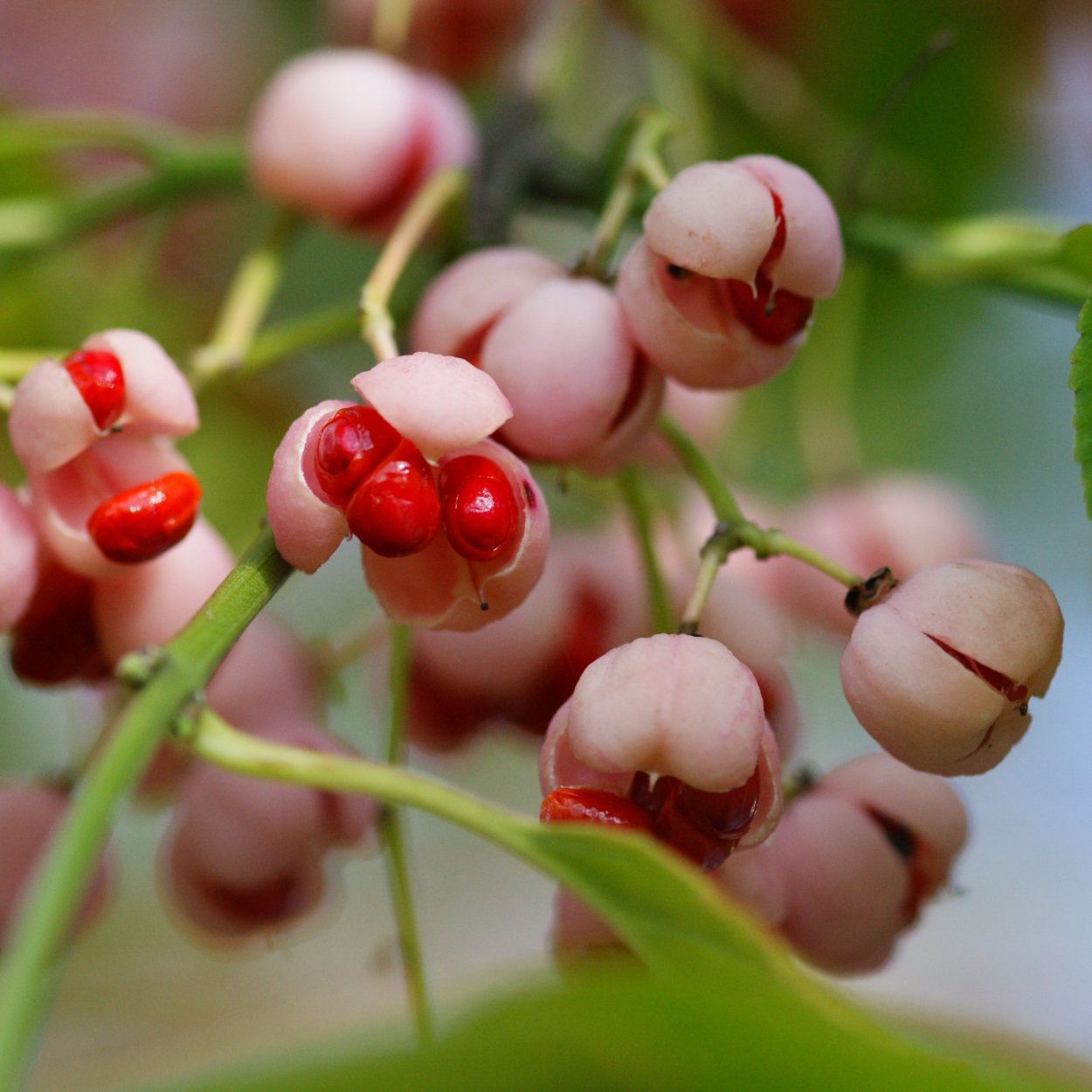 Веточка бересклета