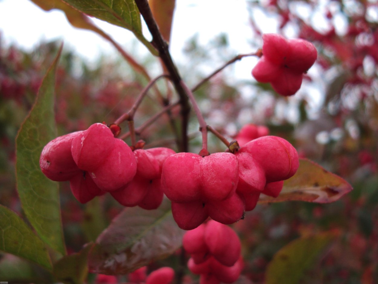 Бересклет Лесной