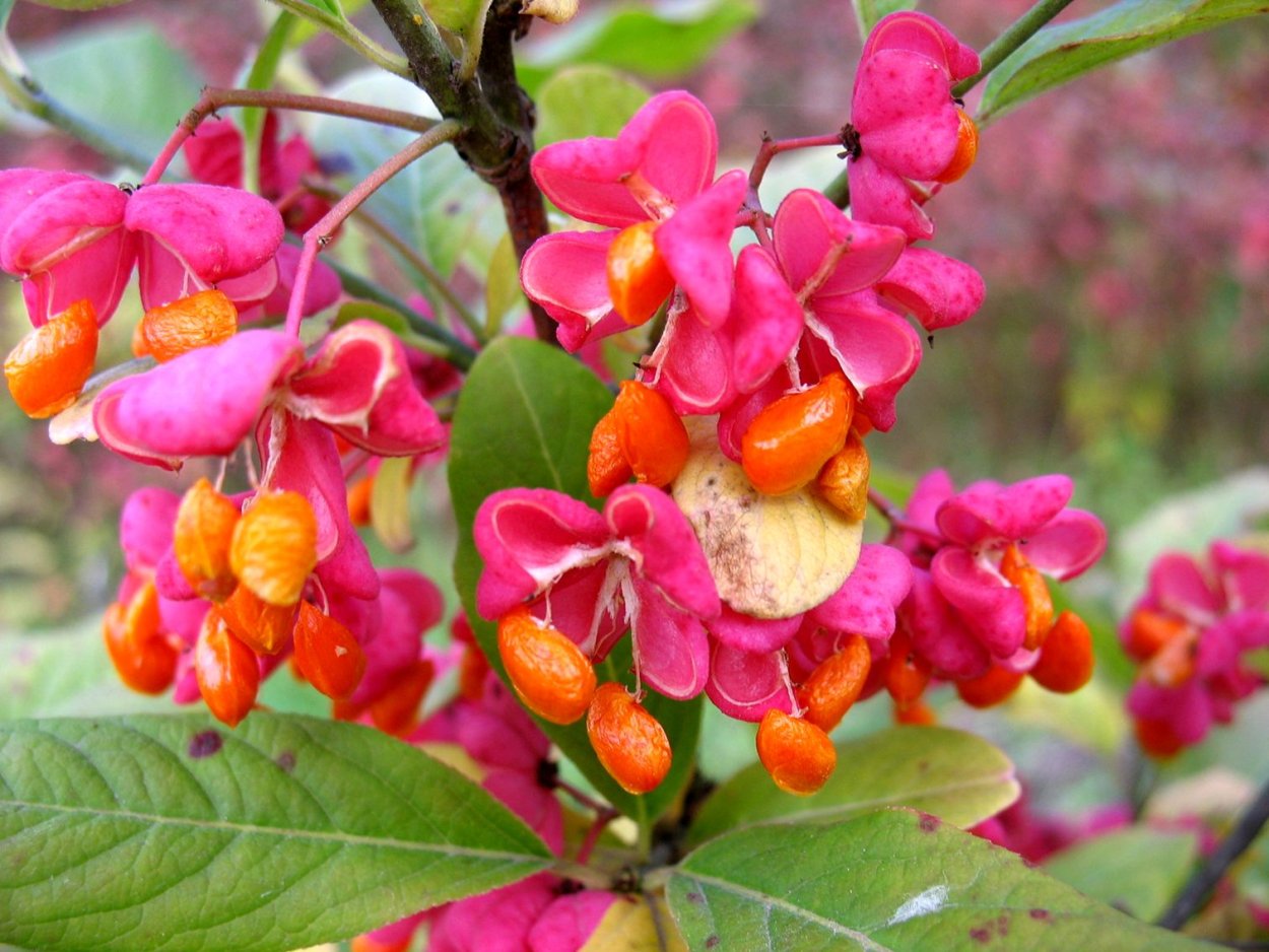 Euonymus PLANIPES