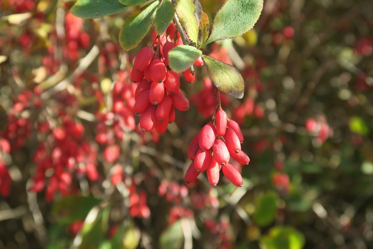 Бересклет Европейский бородавчатый