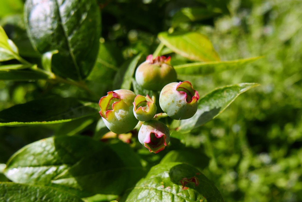 Болезни бересклета