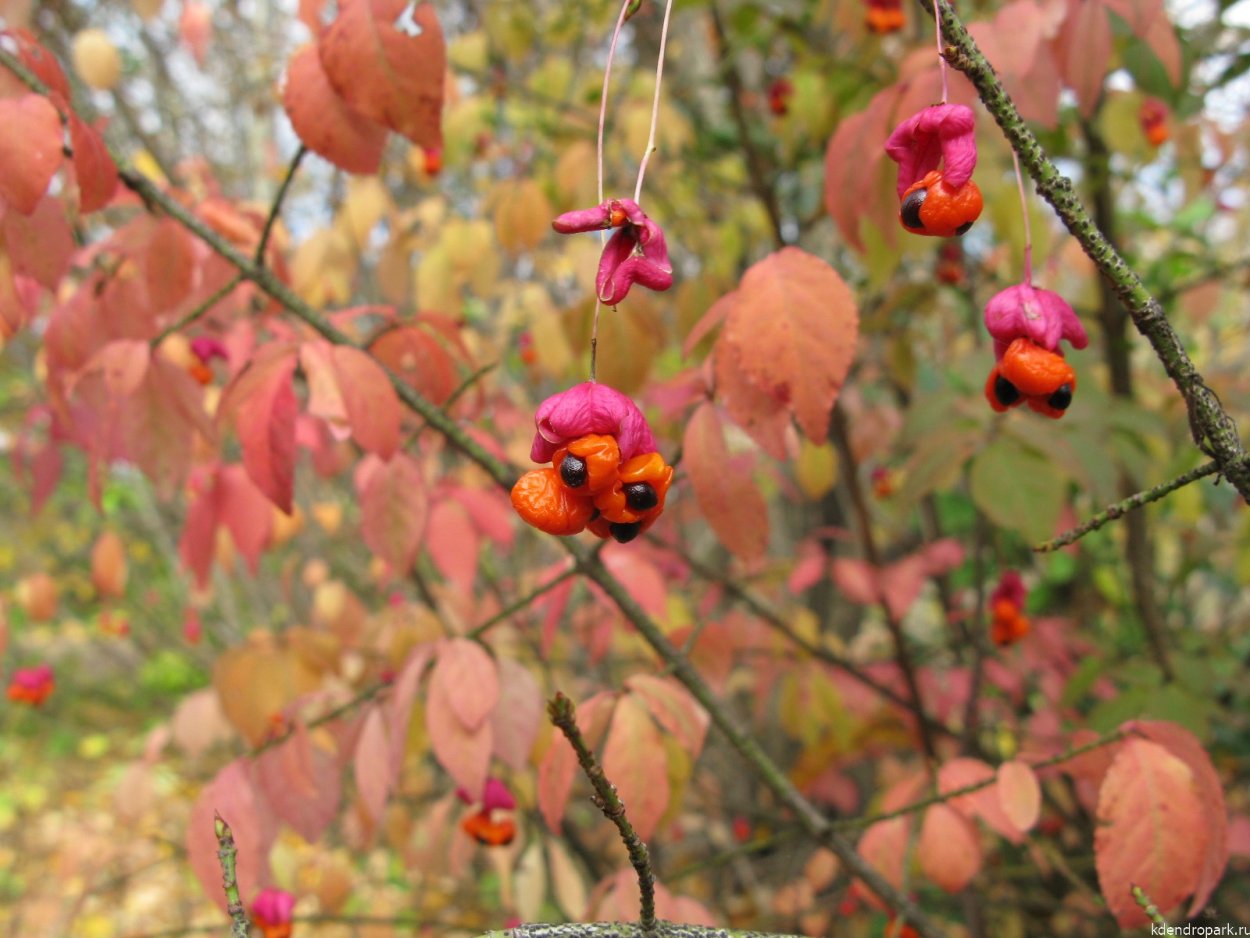 Дерево с розовыми ягодами