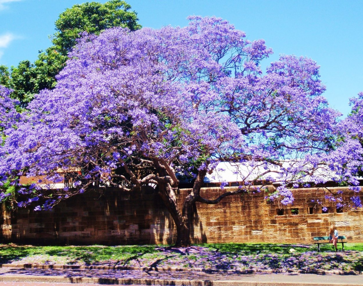 Павлония Цветущая