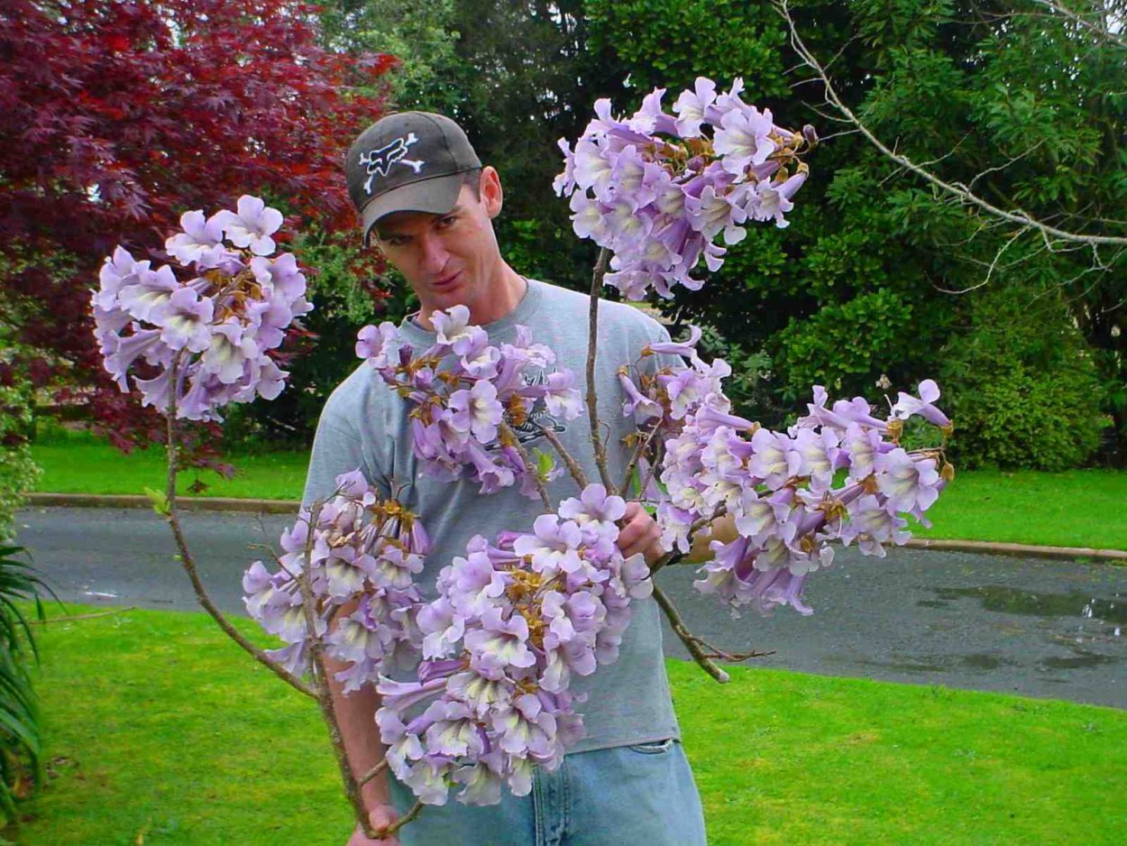 Адамово дерево Павловния