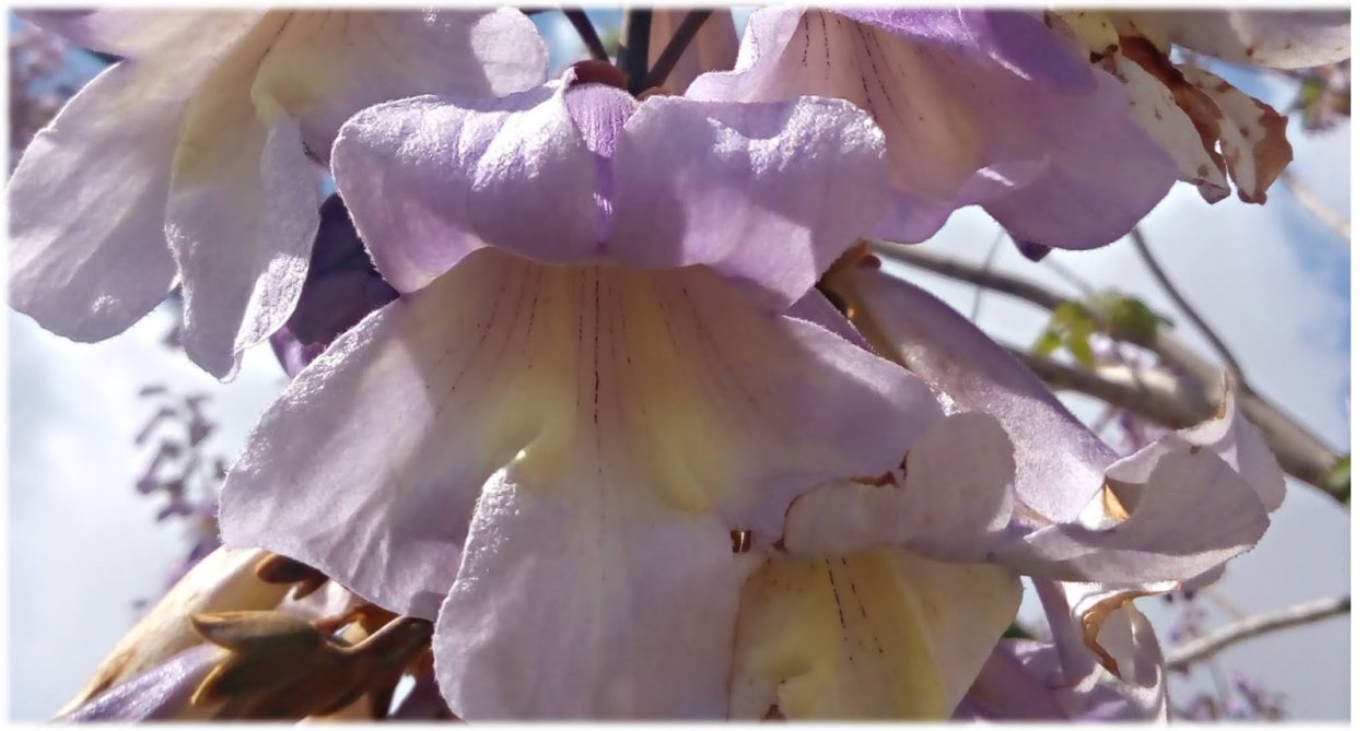 Дерево павлония Ислам