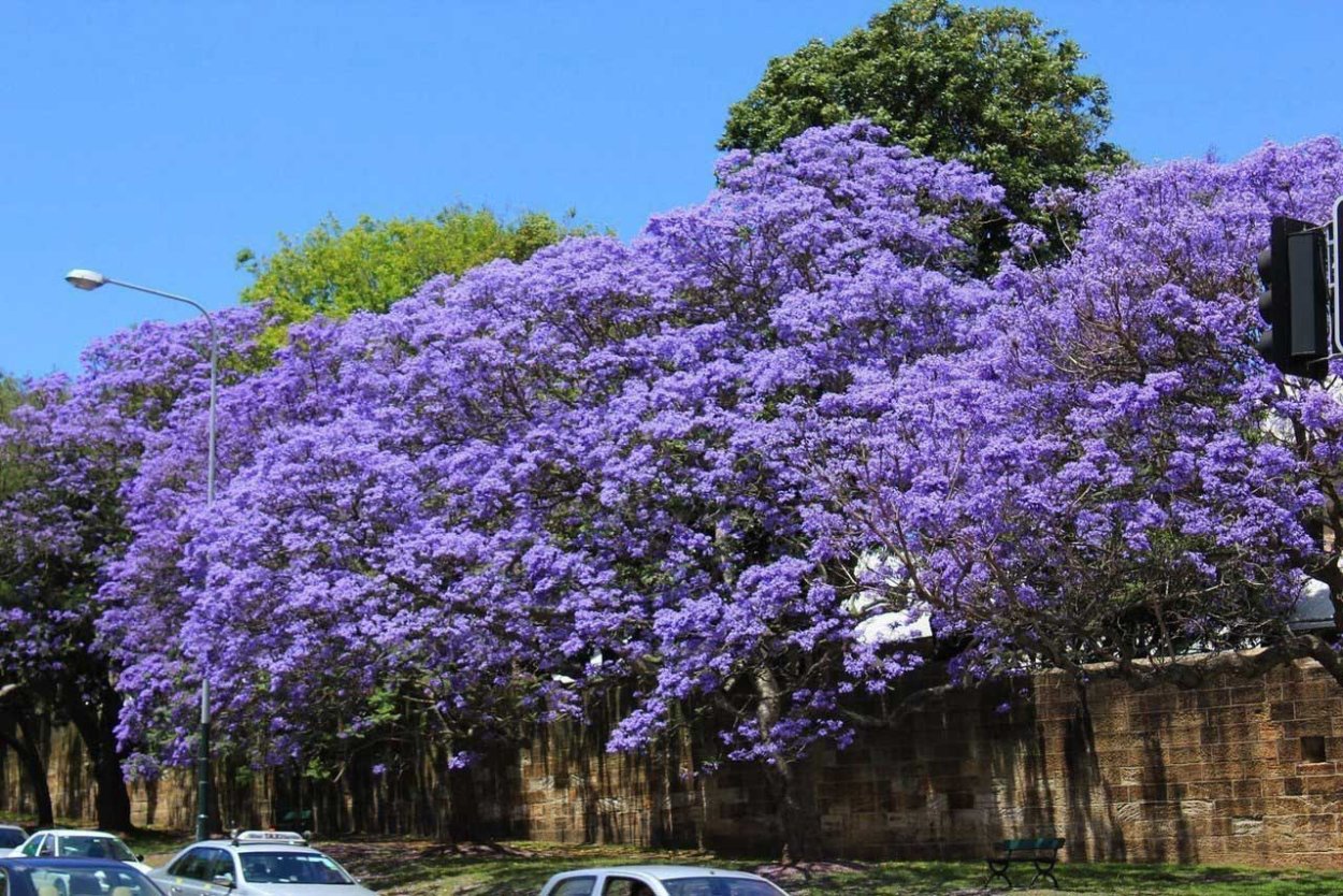 Адамово дерево Павловния