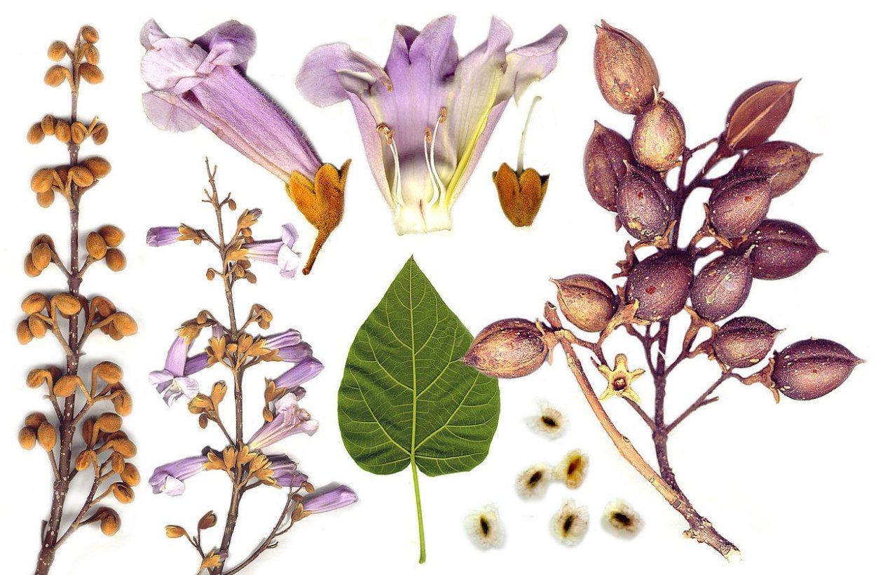 Павловния жакаранда