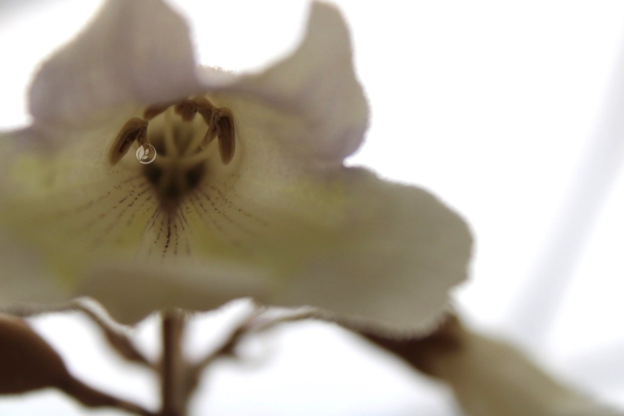 Павловния Гули