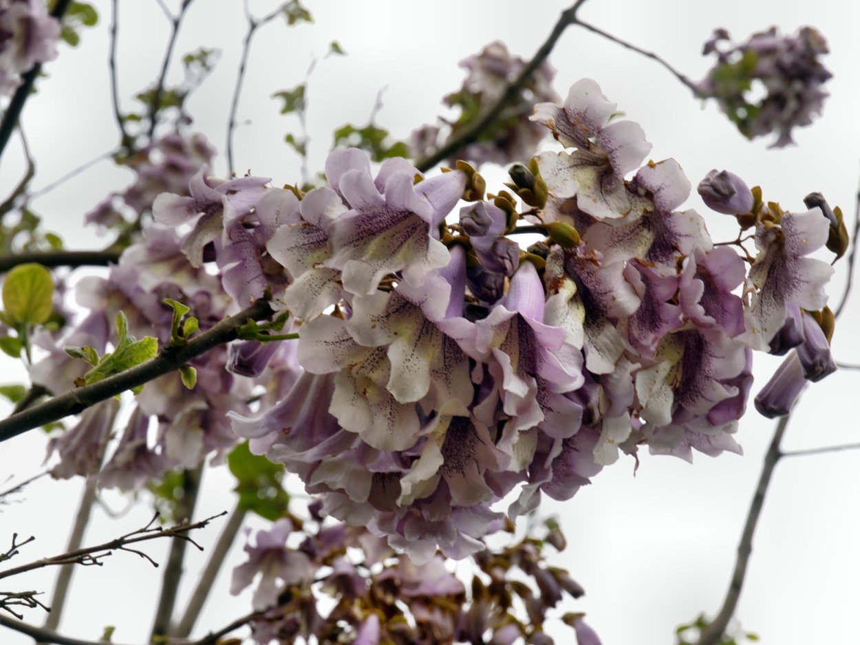 Цветок павлония войлочная