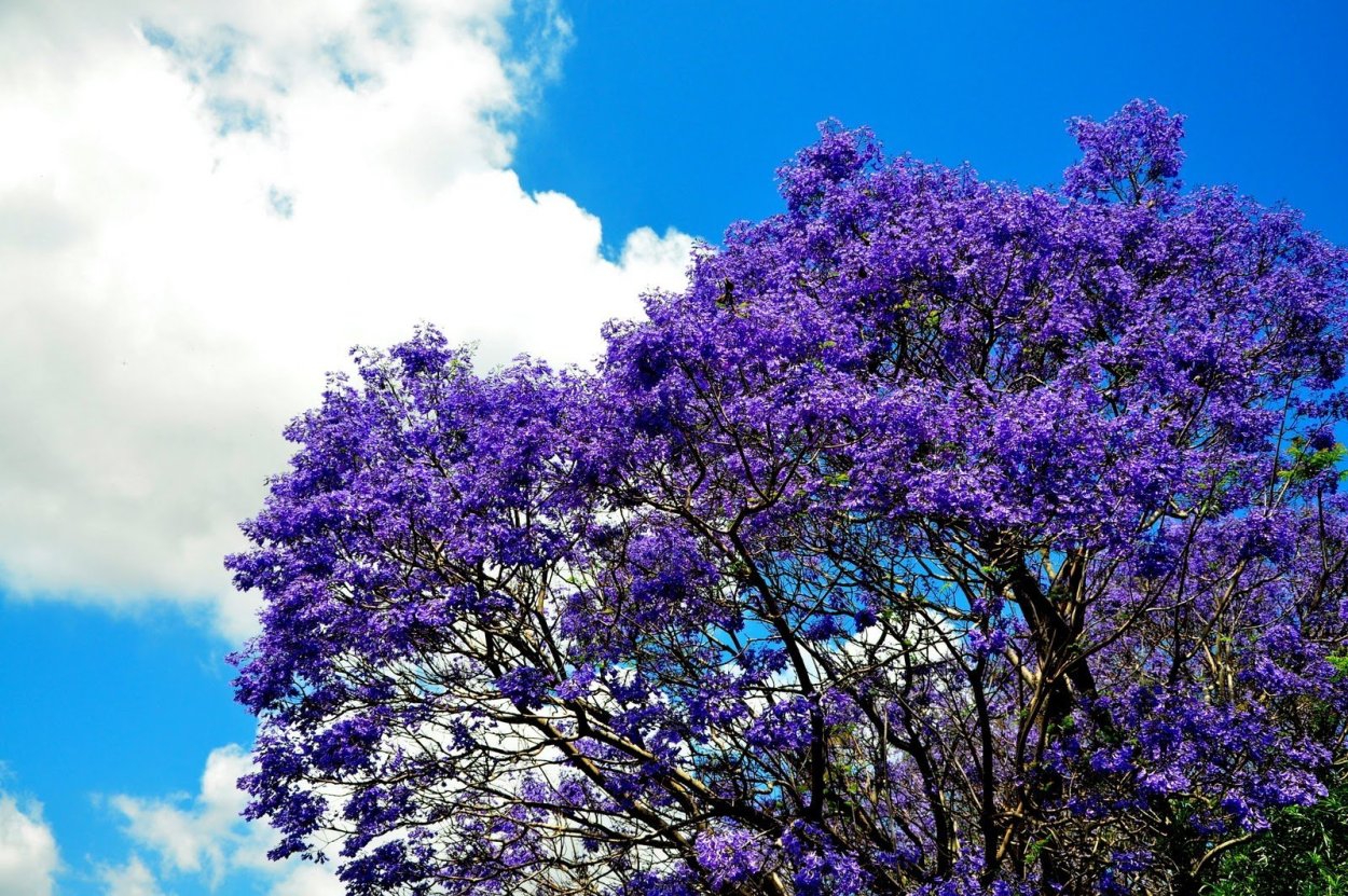 Королевская павлония