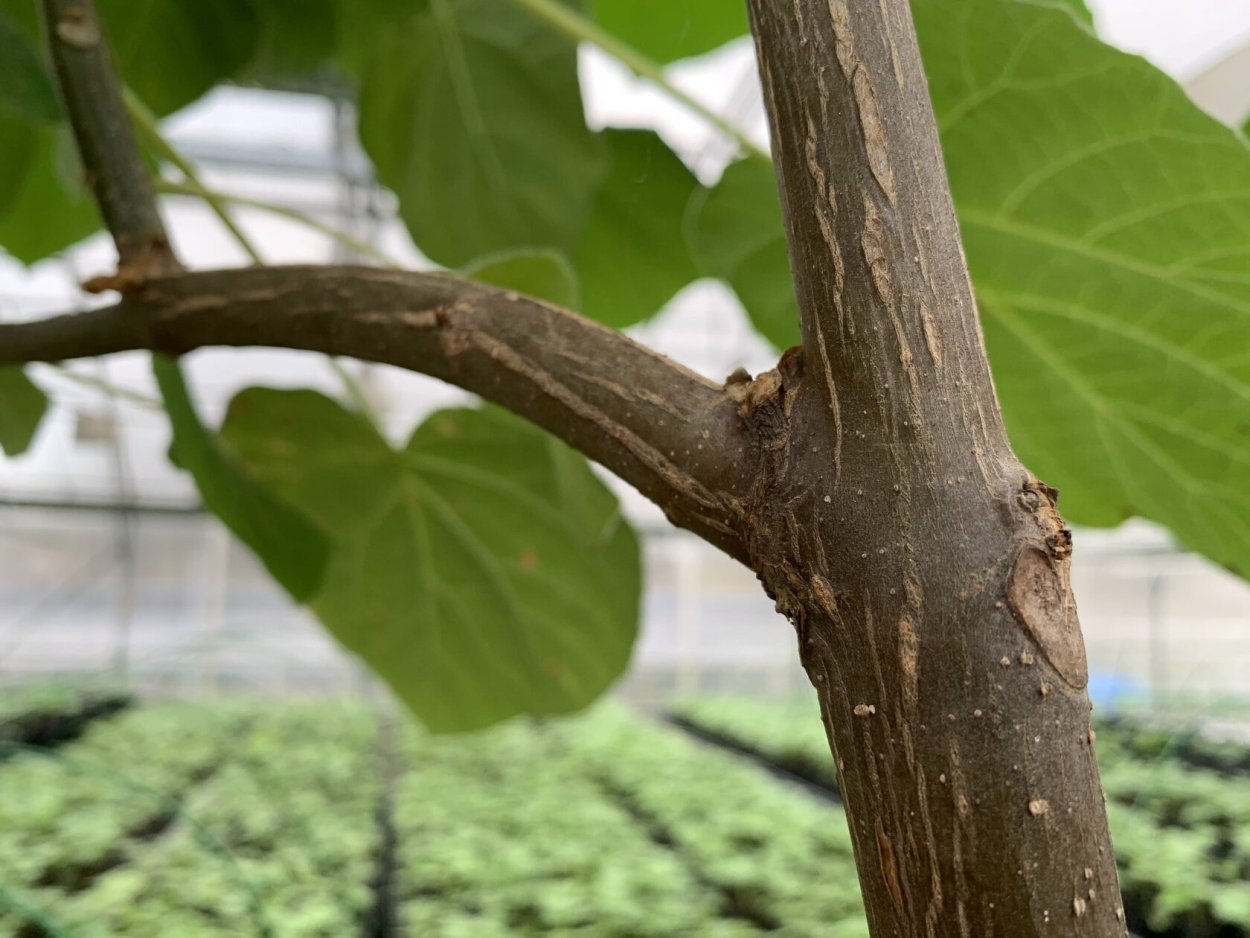 Павловния войлочная