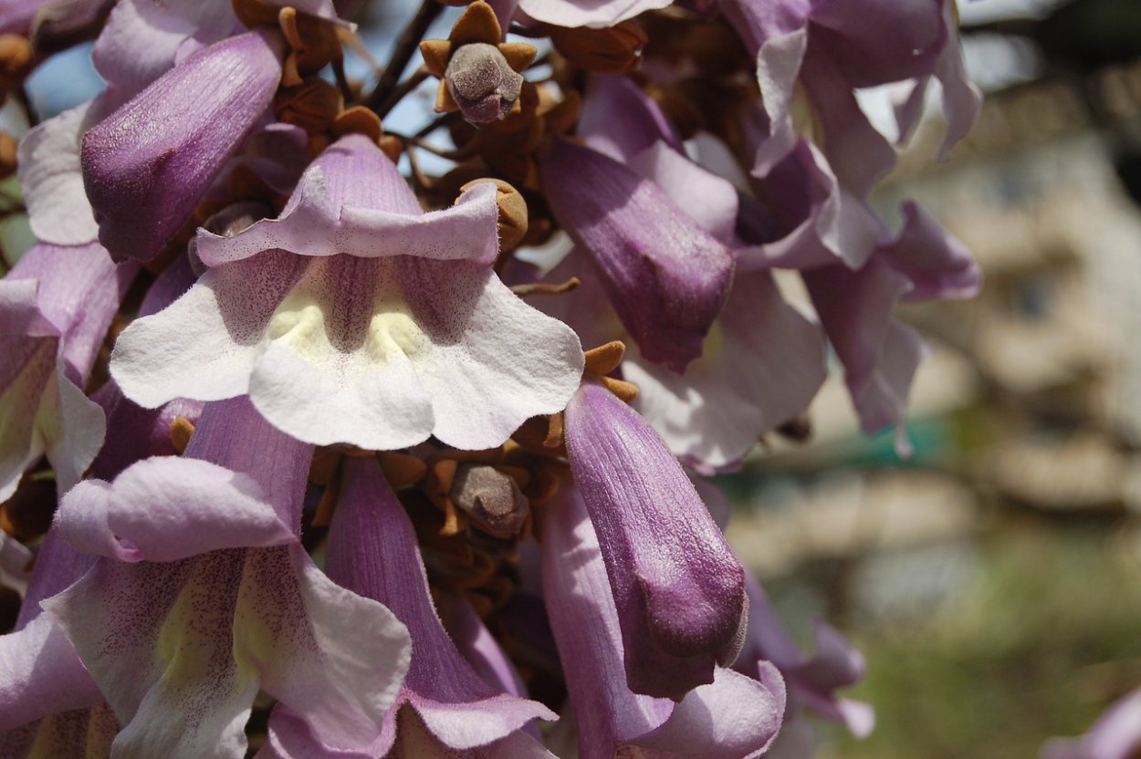 Павловния tomentosa (-35c) купить