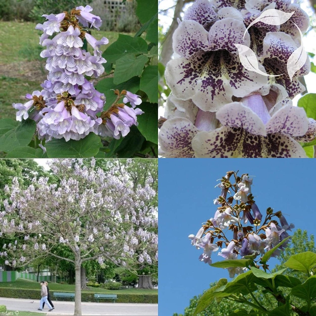 Павловния жакаранда