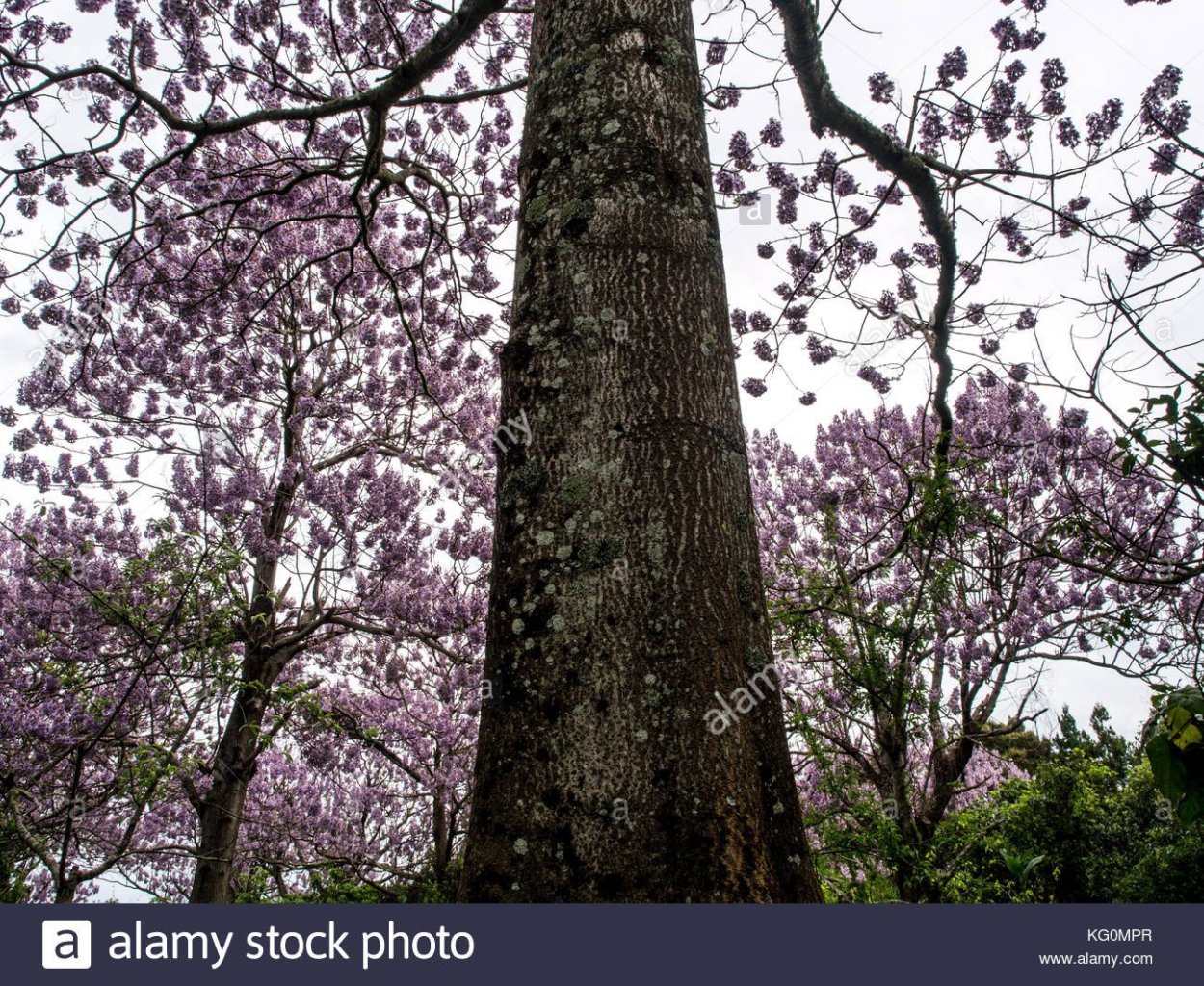Павловния войлочная цветение
