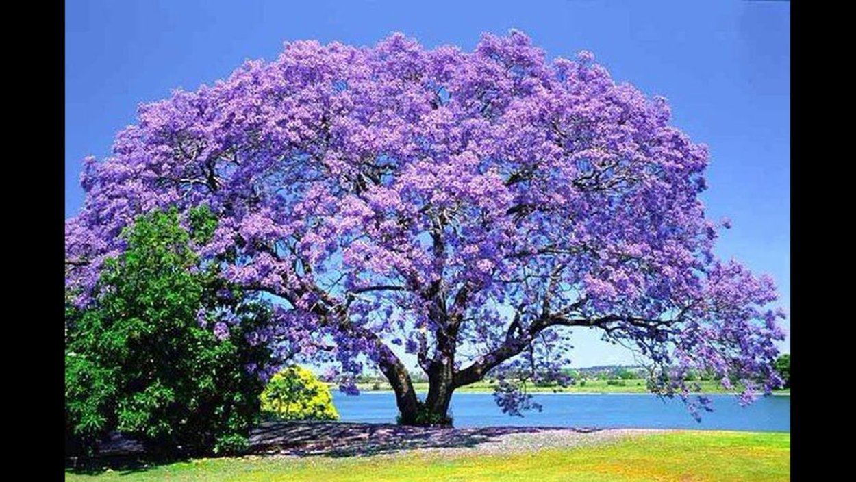 Павловния Катальполистная