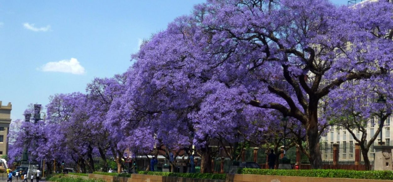 Жакаранда мимозолистная фиалковое дерево