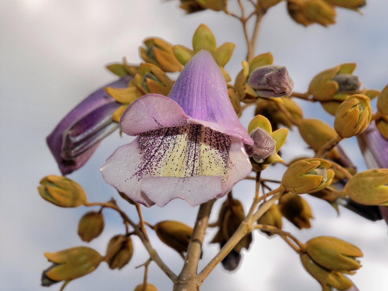 Павлония лепестки