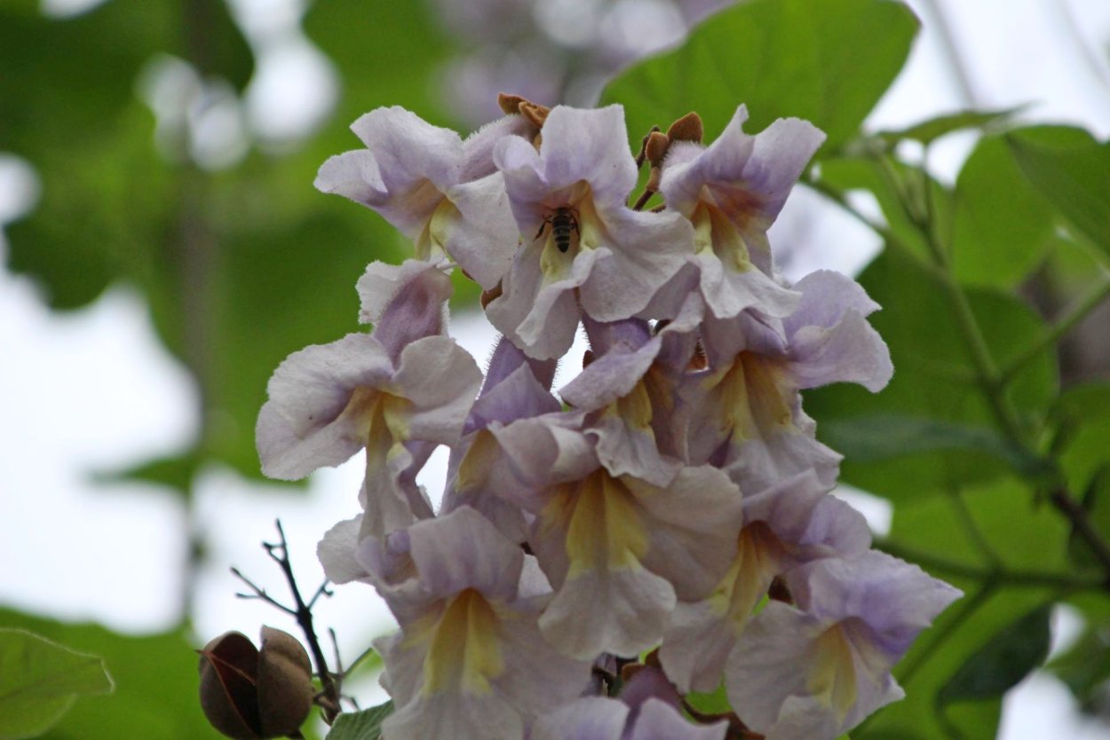 Павлония дерево