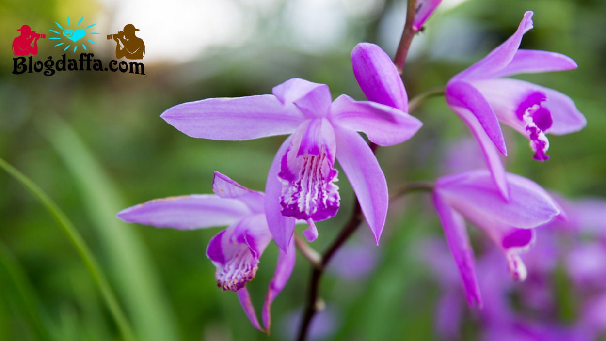Bletilla striata Орхидея Садовая