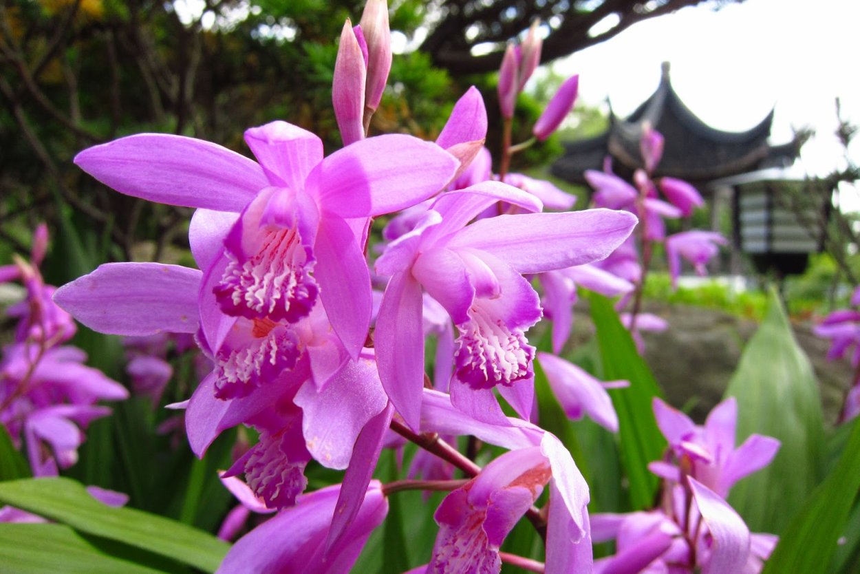 Bletilla Орхидея