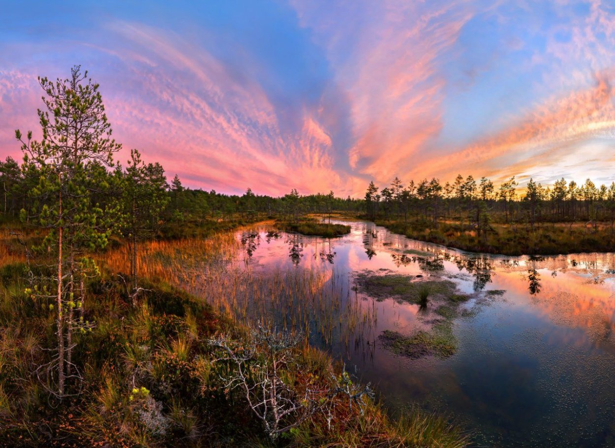 Заказник Мшинское болото