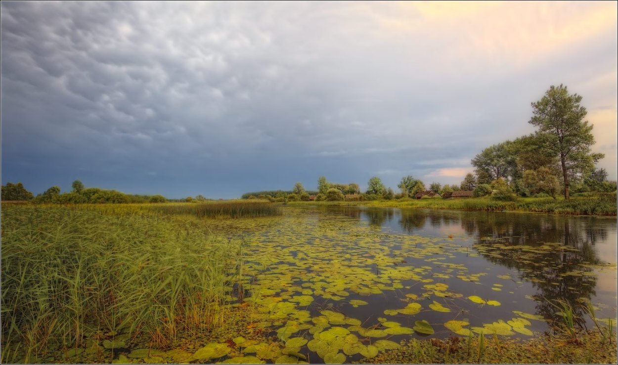 Пейзаж болота