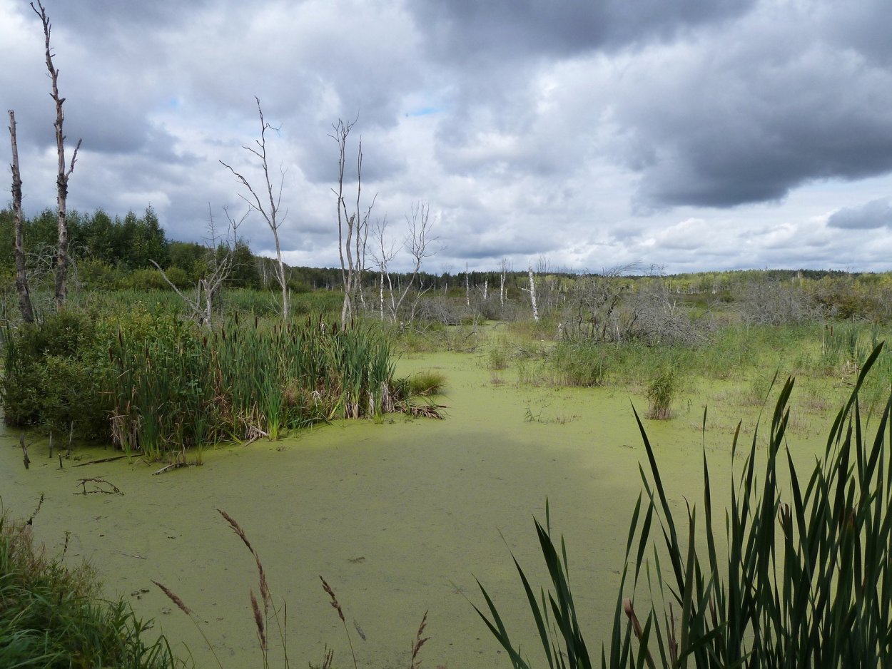 Болото трясина Топь
