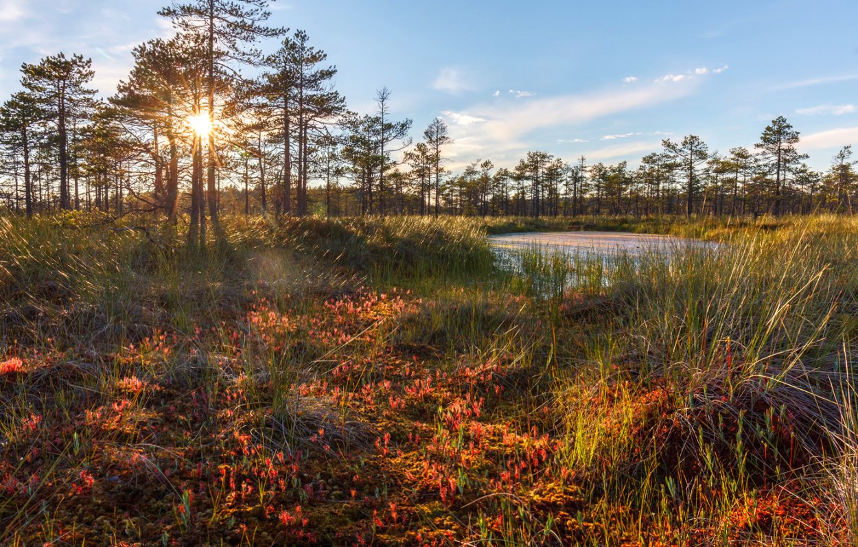 Сюрьевское болото Ленинградская область