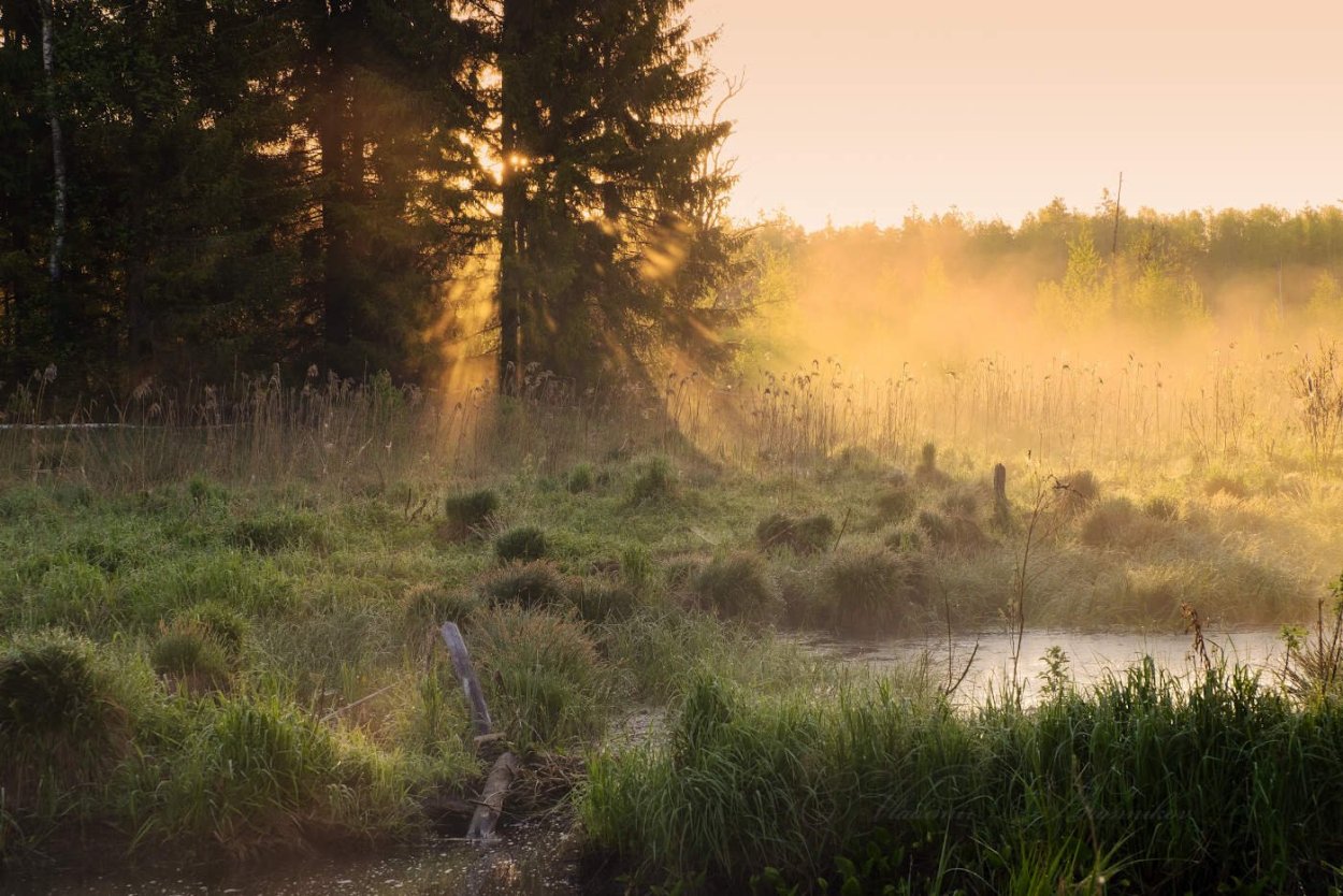 Солнечное болото