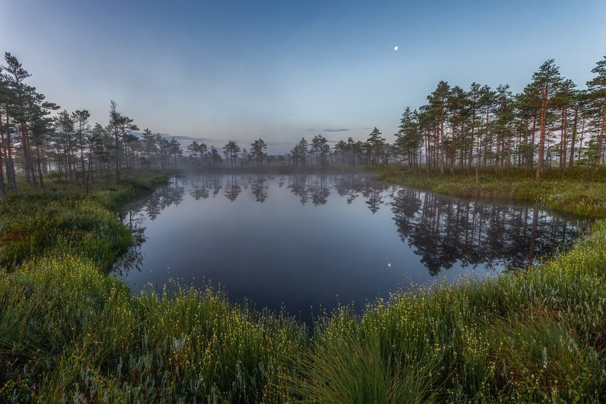 Сюрьевское болото Ломоносовский район