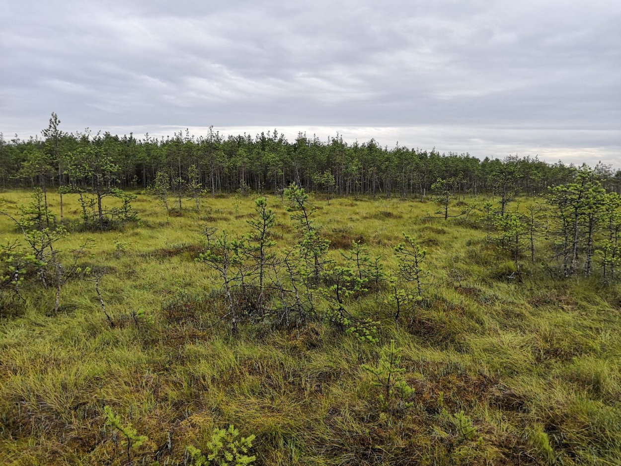 Низовое болото трясина