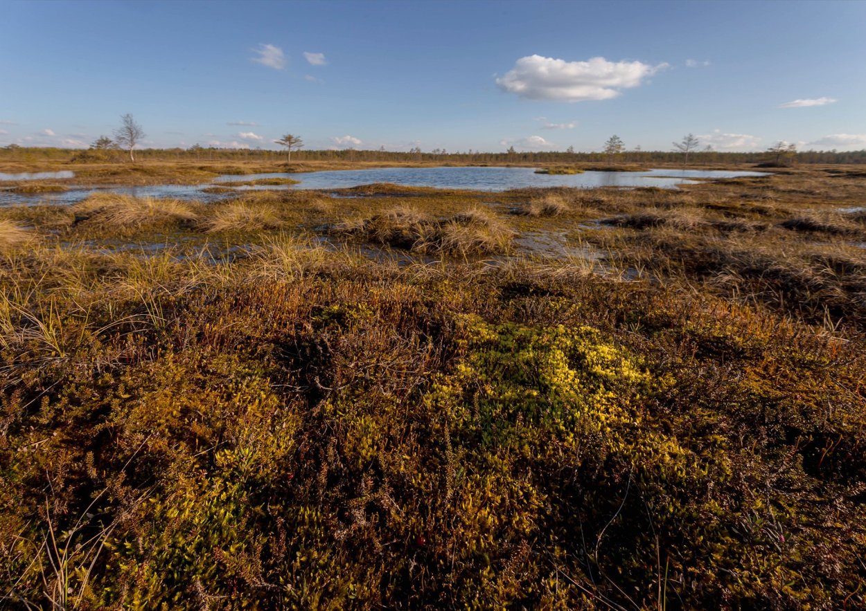 Мавринское болото Ленинградская область