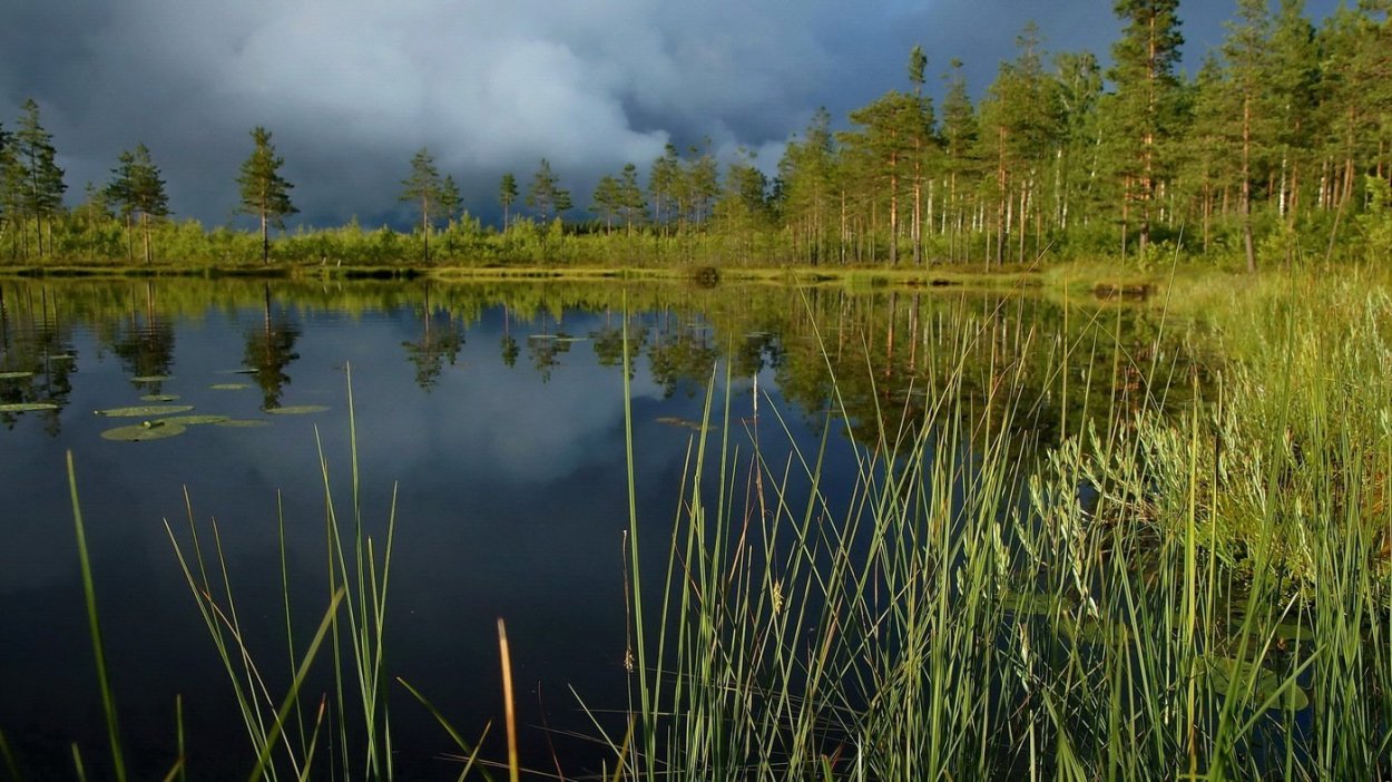 Сюрьевское болото Ленинградская область