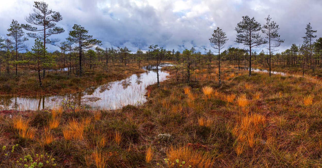 Миккельское (болото)