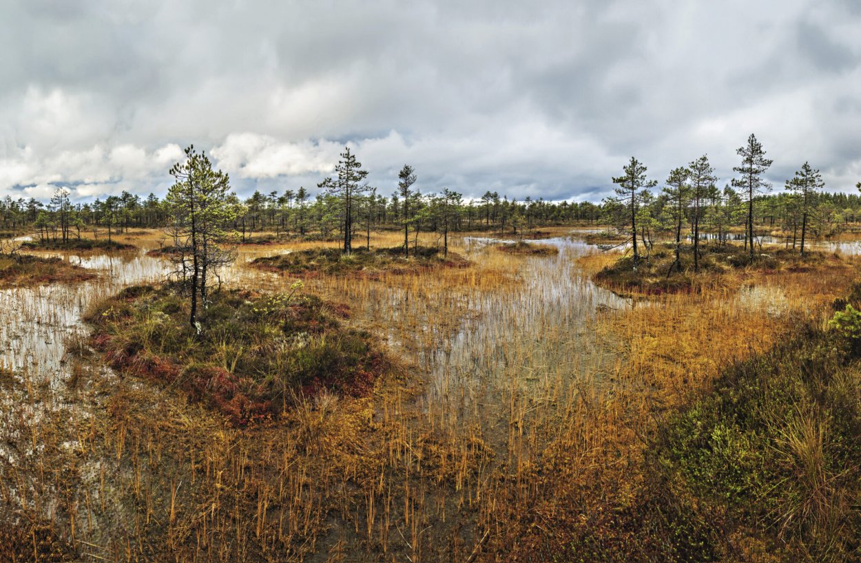 Болото Харвази Ленинградская область