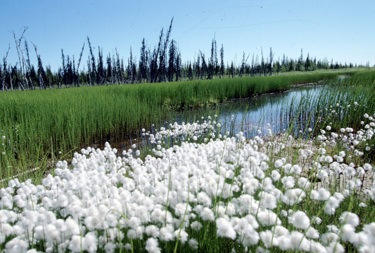 Водно-болотные угодья